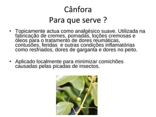 Cânfora Para que serve ? Topicamente actua como analgésico suave. Utilizada na fabricação de cremes, pomadas, loções cremosas e óleos para o tratamento de dores reumáticas, contusões, feridas  e outras condições inflamatórias como resfriados, dores de garganta e dores no peito. Aplicado localmente para minimizar comichões causadas pelas picadas de insectos. 