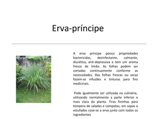 Erva-príncipe   A erva príncipe possui propriedades bactericidas, desinfectante, calmante, diurética, anti-depressiva e tem um aroma fresco de limão. As folhas podem ser cortadas continuamente conforme as necessidades. Das folhas frescas ou secas fazem-se infusões e tinturas para fins medicinais.   Pode igualmente ser utilizada na culinária, utilizando normalmente a parte inferior e mais clara da planta. Tiras fininhas para tempero de saladas e compotas, em sopas e estufados cose-se a erva junto com todos os ingredientes 