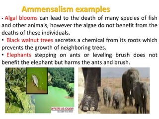 Ammensalism examples
• Algal blooms can lead to the death of many species of fish
and other animals, however the algae do not benefit from the
deaths of these individuals.
• Black walnut trees secretes a chemical from its roots which
prevents the growth of neighboring trees.
• Elephants stepping on ants or leveling brush does not
benefit the elephant but harms the ants and brush.
 