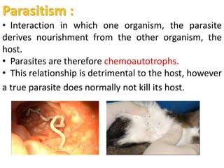 Parasitism :
• Interaction in which one organism, the parasite
derives nourishment from the other organism, the
host.
• Parasites are therefore chemoautotrophs.
• This relationship is detrimental to the host, however
a true parasite does normally not kill its host.
 