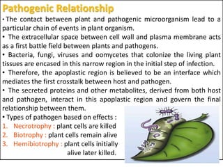Pathogenic Relationship
• The contact between plant and pathogenic microorganism lead to a
particular chain of events in plant organism.
• The extracellular space between cell wall and plasma membrane acts
as a first battle field between plants and pathogens.
• Bacteria, fungi, viruses and oomycetes that colonize the living plant
tissues are encased in this narrow region in the initial step of infection.
• Therefore, the apoplastic region is believed to be an interface which
mediates the first crosstalk between host and pathogen.
• The secreted proteins and other metabolites, derived from both host
and pathogen, interact in this apoplastic region and govern the final
relationship between them.
• Types of pathogen based on effects :
1. Necrotrophy : plant cells are killed
2. Biotrophy : plant cells remain alive
3. Hemibiotrophy : plant cells initially
alive later killed.
 