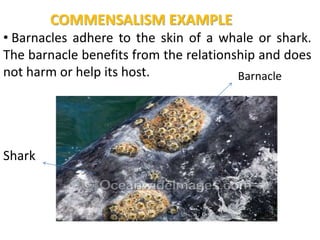 COMMENSALISM EXAMPLE
• Barnacles adhere to the skin of a whale or shark.
The barnacle benefits from the relationship and does
not harm or help its host. Barnacle
Shark
 