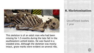 Uncoffined bodies
1 year
16
This skeleton is of an adult man who had been
missing for 1.5 months during the late fall in the
southeastern united states. He was found in a
wooded area. Although the skeleton was mostly
intact, gnaw marks were evident on several ribs.
 
