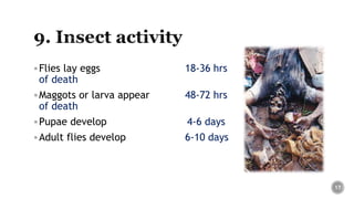 Flies lay eggs 18-36 hrs
of death
Maggots or larva appear 48-72 hrs
of death
Pupae develop 4-6 days
Adult flies develop 6-10 days
17
 