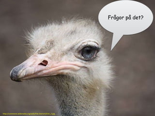 Frågor på det?




                                                                        47
http://commons.wikimedia.org/wiki/File:Ostrich2010_2.jpg
 