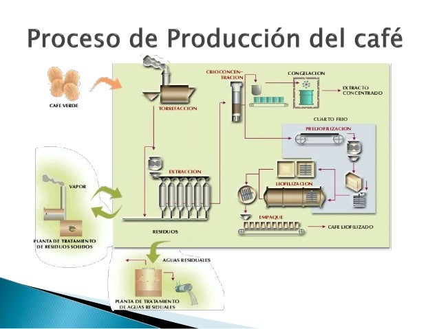 Proceso De Siembra De Cafe Proceso De Siembra De Cafe