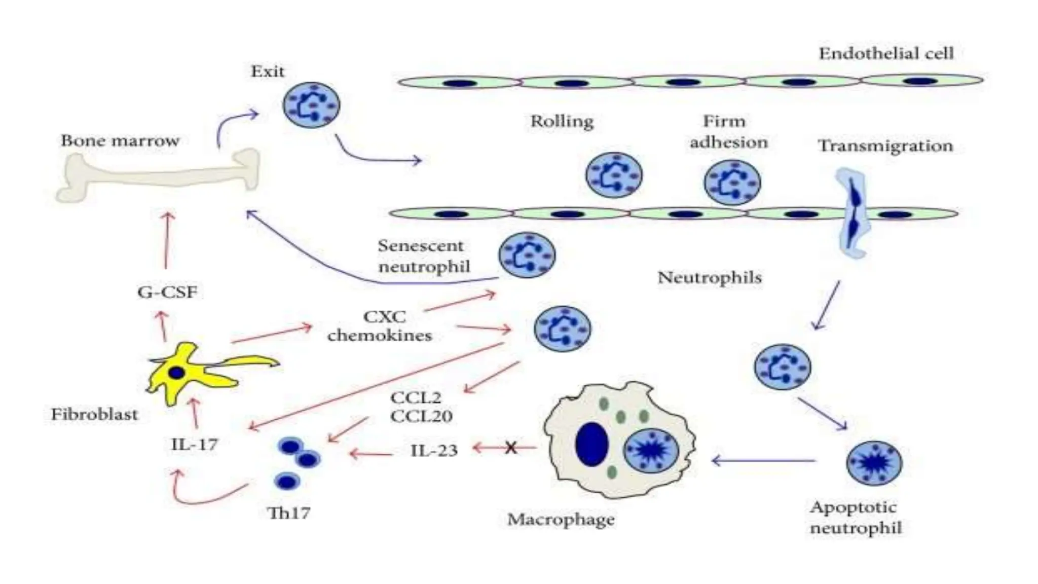 ROLE OF NEUTROPHILS IN HEALTH & DISEASE.pptx