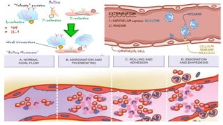ROLE OF NEUTROPHILS IN HEALTH & DISEASE.pptx
