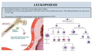 ROLE OF NEUTROPHILS IN HEALTH & DISEASE.pptx