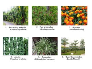 1.  Red sealing wax palm	
(Cyrtostachys renda)	
2.  Red ginger plant	
(Alpinia purpurata)	
3.  Big-sage	
(Lantana camara)	
4.  Ashoka	
(Polyalthia longifolia)	
5.  Spider plant	
(Chlorophytum comosum)	
6.  Dwarf Geometry tree	
(Bucida Molineti)	
 