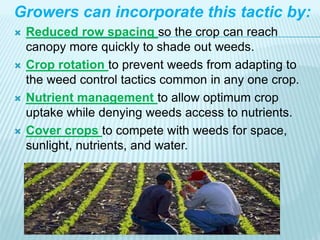 Growers can incorporate this tactic by:
 Reduced row spacing so the crop can reach
canopy more quickly to shade out weeds.
 Crop rotation to prevent weeds from adapting to
the weed control tactics common in any one crop.
 Nutrient management to allow optimum crop
uptake while denying weeds access to nutrients.
 Cover crops to compete with weeds for space,
sunlight, nutrients, and water.
 