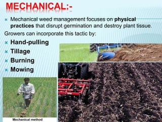 MECHANICAL:-
 Mechanical weed management focuses on physical
practices that disrupt germination and destroy plant tissue.
Growers can incorporate this tactic by:
 Hand-pulling
 Tillage
 Burning
 Mowing
 