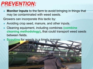 PREVENTION:
 Monitor inputs to the farm to avoid bringing in things that
may be contaminated with weed seeds.
Growers can incorporate this tactic by:
 Avoiding crop seed, manure, and other inputs.
 Cleaning equipment, including combines (combine
cleaning methodology), that could transport weed seeds
between fields.
 Scouting for weeds in a timely manner.
 