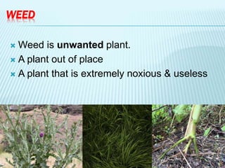 WEED
 Weed is unwanted plant.
 A plant out of place
 A plant that is extremely noxious & useless
 