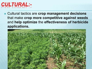 CULTURAL:-
 Cultural tactics are crop management decisions
that make crop more competitive against weeds
and help optimize the effectiveness of herbicide
applications.
 