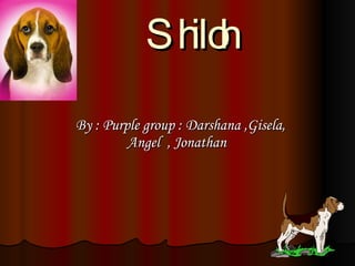 Shiloh By : Purple group : Darshana ,Gisela, Angel  , Jonathan  