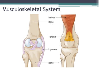 Musculoskeletal System
 