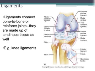 •Ligaments connect
bone-to-bone or
reinforce joints--they
are made up of
tendinous tissue as
well
•E.g. knee ligaments
Ligaments
 