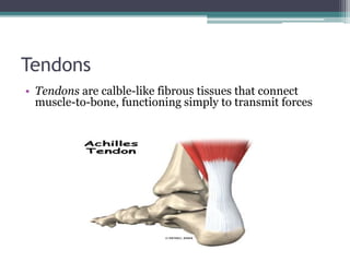Tendons
• Tendons are calble-like fibrous tissues that connect
muscle-to-bone, functioning simply to transmit forces
 