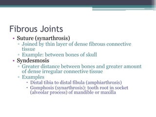 Fibrous Joints
• Suture (synarthrosis)
▫ Joined by thin layer of dense fibrous connective
tissue
▫ Example: between bones of skull
• Syndesmosis
▫ Greater distance between bones and greater amount
of dense irregular connective tissue
▫ Examples
 Distal tibia to distal fibula (amphiarthrosis)
 Gomphosis (synarthrosis): tooth root in socket
(alveolar process) of mandible or maxilla
 