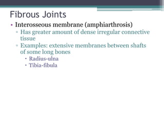 Fibrous Joints
• Interosseous membrane (amphiarthrosis)
▫ Has greater amount of dense irregular connective
tissue
▫ Examples: extensive membranes between shafts
of some long bones
 Radius-ulna
 Tibia-fibula
 