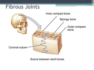 Fibrous Joints
 