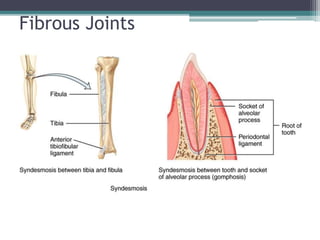 Fibrous Joints
 