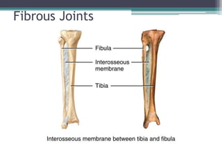 Fibrous Joints
 