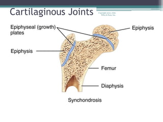 Copyright 2010, John
Wiley & Sons, Inc.Cartilaginous Joints
 
