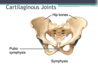 Cartilaginous Joints
 