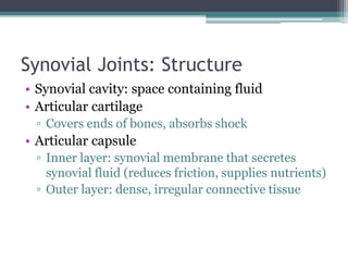 Synovial Joints: Structure
• Synovial cavity: space containing fluid
• Articular cartilage
▫ Covers ends of bones, absorbs shock
• Articular capsule
▫ Inner layer: synovial membrane that secretes
synovial fluid (reduces friction, supplies nutrients)
▫ Outer layer: dense, irregular connective tissue
 