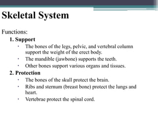 Skeletal System
Functions:
1. Support
 The bones of the legs, pelvic, and vertebral column
support the weight of the erect body.
 The mandible (jawbone) supports the teeth.
 Other bones support various organs and tissues.
2. Protection
 The bones of the skull protect the brain.
 Ribs and sternum (breast bone) protect the lungs and
heart.
 Vertebrae protect the spinal cord.
 