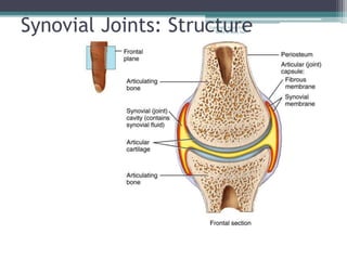 Copyright 2010, John
Wiley & Sons, Inc.Synovial Joints: Structure
 