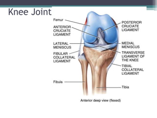 Copyright 2010, John
Wiley & Sons, Inc.Knee Joint
 