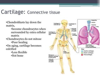 Cartilage: Connective tissue
•Chondroblasts lay down the
matrix,
•become chondrocytes when
surrounded by extra cellular
matrix
•Chondrocytes do not mitose
•Poor healing
•On aging, cartilage becomes
calcified
•Less flexible
•Not bone
 