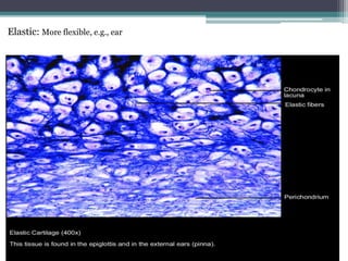 Elastic: More flexible, e.g., ear
 