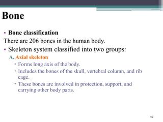 40
Bone
• Bone classification
There are 206 bones in the human body.
• Skeleton system classified into two groups:
A. Axial skeleton
 Forms long axis of the body.
 Includes the bones of the skull, vertebral column, and rib
cage.
 These bones are involved in protection, support, and
carrying other body parts.
 