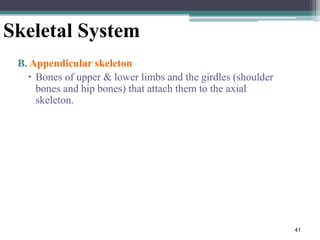 41
Skeletal System
B. Appendicular skeleton
 Bones of upper & lower limbs and the girdles (shoulder
bones and hip bones) that attach them to the axial
skeleton.
 
