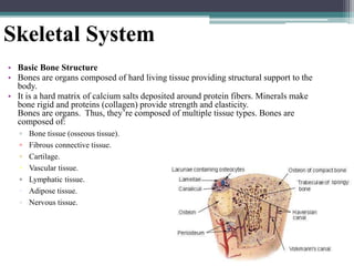 42
Skeletal System
• Basic Bone Structure
• Bones are organs composed of hard living tissue providing structural support to the
body.
• It is a hard matrix of calcium salts deposited around protein fibers. Minerals make
bone rigid and proteins (collagen) provide strength and elasticity.
Bones are organs. Thus, they’re composed of multiple tissue types. Bones are
composed of:
▫ Bone tissue (osseous tissue).
▫ Fibrous connective tissue.
▫ Cartilage.
▫ Vascular tissue.
▫ Lymphatic tissue.
▫ Adipose tissue.
▫ Nervous tissue.
 