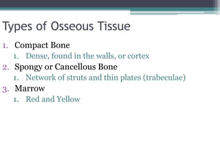 Types of Osseous Tissue
1. Compact Bone
1. Dense, found in the walls, or cortex
2. Spongy or Cancellous Bone
1. Network of struts and thin plates (trabeculae)
3. Marrow
1. Red and Yellow
 