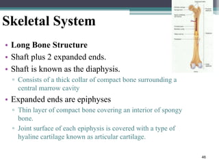 46
Skeletal System
• Long Bone Structure
• Shaft plus 2 expanded ends.
• Shaft is known as the diaphysis.
▫ Consists of a thick collar of compact bone surrounding a
central marrow cavity
• Expanded ends are epiphyses
▫ Thin layer of compact bone covering an interior of spongy
bone.
▫ Joint surface of each epiphysis is covered with a type of
hyaline cartilage known as articular cartilage.
 