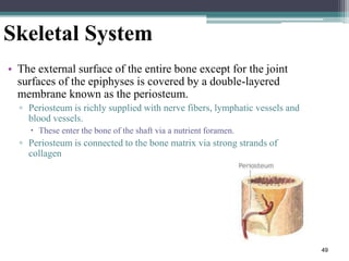 49
Skeletal System
• The external surface of the entire bone except for the joint
surfaces of the epiphyses is covered by a double-layered
membrane known as the periosteum.
▫ Periosteum is richly supplied with nerve fibers, lymphatic vessels and
blood vessels.
 These enter the bone of the shaft via a nutrient foramen.
▫ Periosteum is connected to the bone matrix via strong strands of
collagen
 