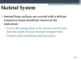 50
Skeletal System
• Internal bone surfaces are covered with a delicate
connective tissue membrane known as the
endosteum.
▫ Covers the spongy bone in the marrow cavities and
lines the canals that pass through compact bone.
▫ Contains both osteoblasts and osteoclasts.
 