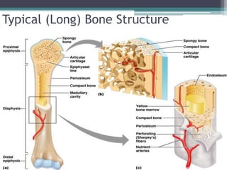 Typical (Long) Bone Structure
 