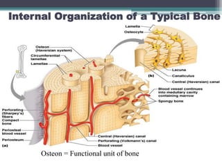 Internal Organization of a Typical Bone
Osteon = Functional unit of bone
 