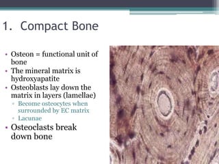 1. Compact Bone
• Osteon = functional unit of
bone
• The mineral matrix is
hydroxyapatite
• Osteoblasts lay down the
matrix in layers (lamellae)
▫ Become osteocytes when
surrounded by EC matrix
▫ Lacunae
• Osteoclasts break
down bone
 