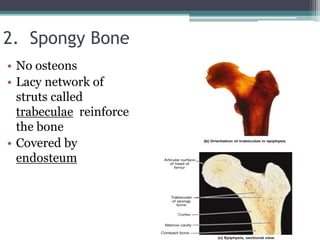2. Spongy Bone
• No osteons
• Lacy network of
struts called
trabeculae reinforce
the bone
• Covered by
endosteum
 
