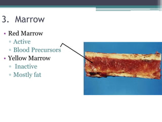 3. Marrow
• Red Marrow
▫ Active
▫ Blood Precursors
• Yellow Marrow
▫ Inactive
▫ Mostly fat
 