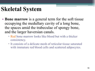58
Skeletal System
• Bone marrow is a general term for the soft tissue
occupying the medullary cavity of a long bone,
the spaces amid the trabeculae of spongy bone,
and the larger haversian canals.
 Red bone marrow looks like blood but with a thicker
consistency.
 It consists of a delicate mesh of reticular tissue saturated
with immature red blood cells and scattered adipocytes.
 