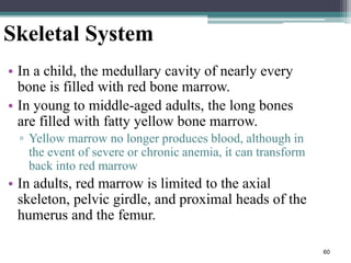 60
Skeletal System
• In a child, the medullary cavity of nearly every
bone is filled with red bone marrow.
• In young to middle-aged adults, the long bones
are filled with fatty yellow bone marrow.
▫ Yellow marrow no longer produces blood, although in
the event of severe or chronic anemia, it can transform
back into red marrow
• In adults, red marrow is limited to the axial
skeleton, pelvic girdle, and proximal heads of the
humerus and the femur.
 